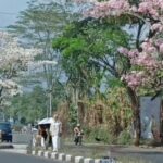 - Menyusuri Keindahan Bunga Tabebuya yang Mekar di Ibu Kota