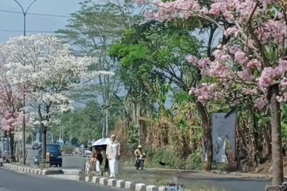 - Menyusuri Keindahan Bunga Tabebuya yang Mekar di Ibu Kota