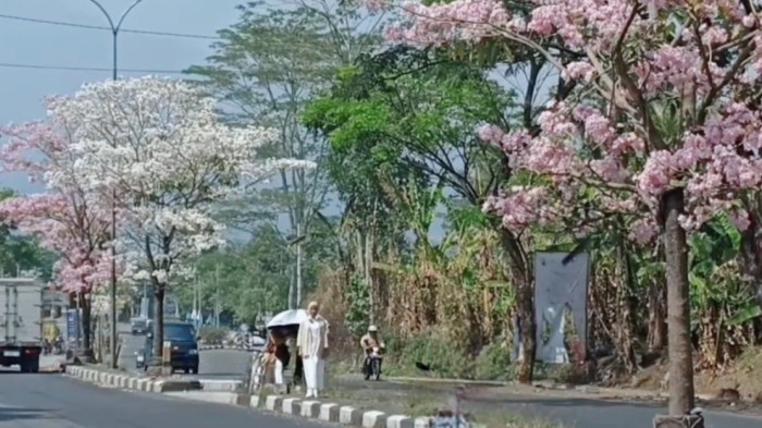 - Menyusuri Keindahan Bunga Tabebuya yang Mekar di Ibu Kota